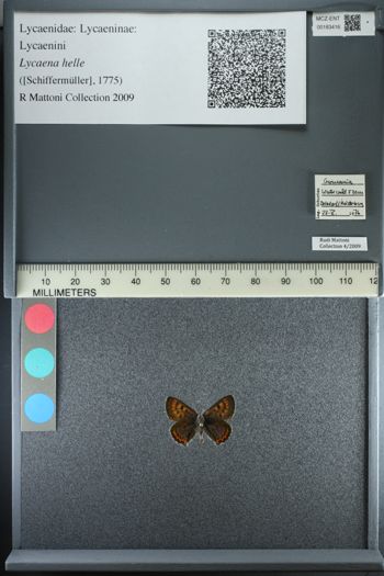 Media type: image;   Entomology 183416